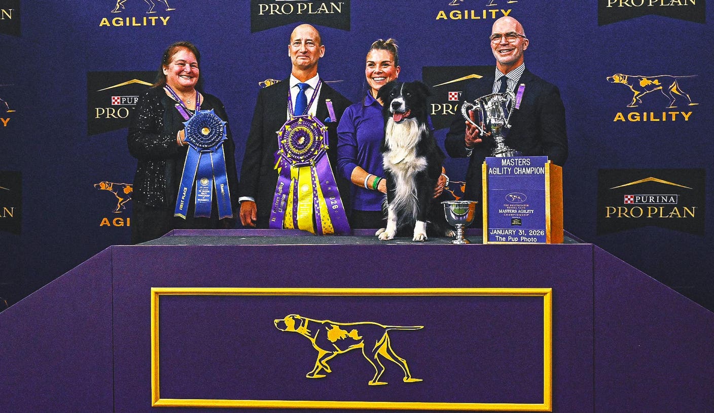 2026 WKC 大发体育平台：边境牧羊犬Prove-It夺冠掀起全场观众欢呼 | 大发体育